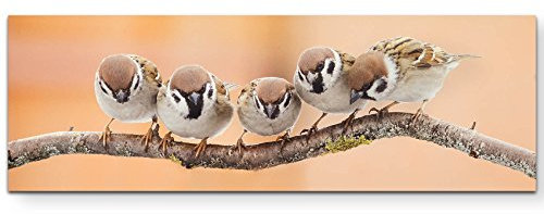 Paul Sinus Art Leinwandbilder | Bilder Leinwand 120x40cm Vögel auf einem Zweig