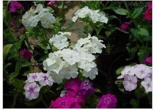 20 Seeds/Pack Mixing Fragrant Phlox Flower Seeds Oleander Seed Balcony is Easy to Kind of