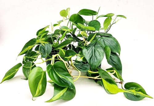 POWERS TO FLOWERS - PHILODENDRON SCANDENS e SCANDENS BRASIL, piante vere