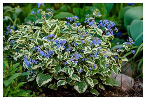 10 x Brunnera macrophylla 'Variegata' (Winterhart/Stauden/Staude/Mehrjährig/Bodendecker) Kaukasus Vergissmeinnicht - Zartes Blau trifft auf kunstvolle Blattzeichnung - Pflegeleicht - von Stauden Gänge