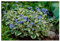 10 x Brunnera macrophylla 'Variegata' (Winterhart/Stauden/Staude/Mehrjährig/Bodendecker) Kaukasus Vergissmeinnicht - Zartes Blau trifft auf kunstvolle Blattzeichnung - Pflegeleicht - von Stauden Gänge