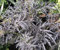 Rotlaubiger Holunder Black Lace - Sambucus nigra - duftend - Heilpflanze 40-60