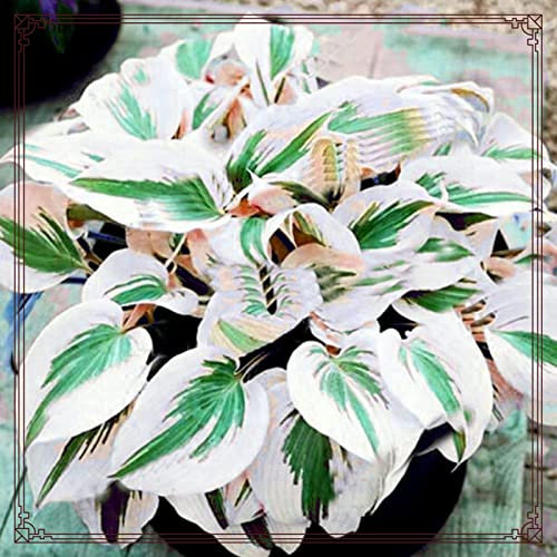 Hosta Schön Gemischte Jade Schnitzerei Fühlt Sich Sehr Anranunkeln Gartenarbeit Zwiebeln Winterhart Mehrjährig Eine Starke Pflanze Mit Gutem Wachstum Gemischt
