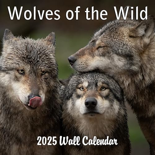Monats-Wandkalender 2026 Wölfe der Wildnis | Wildtier-Kalender 2025-2026