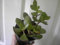 Portal Cool 1 Denaro Jade Pianta grassa Crassule ovata, Pianta Bonsai