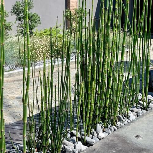 semillas de cola de caballo de invierno medicinales, jardín que cubren suelo culinarias balcón perennes resistentes 350pcs