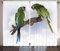 ABAKUHAUS Tropisch Rustikaler Gardine, 2 Parrot Ara Vogel, Schlafzimmer Kräuselband Vorhang mit Schlaufen und Haken, 280 x 225 cm, Weiß Grün