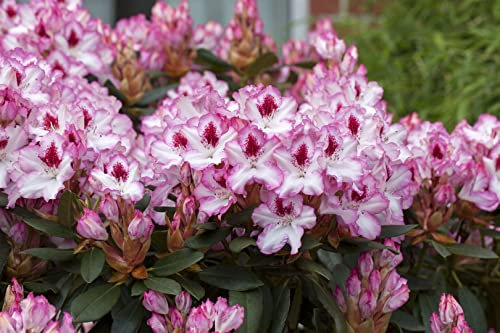 Rhododendron Hybr. 'Hachmann's Charmant' 30-40 cm - Rhododendron, rosa Blüten, Blütezeit Mai-Juni, ideal für Kübel und Rabatten, winterhart und pflegeleicht