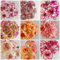 300 pcs nelken samen winterhart, gartenblumen pflanzen, balkon pflanze,bartnelken samen (Dianthus caryophyllus) blumensamen, garten schnittblumen, exotische pflanzen alte sorten saatgut,