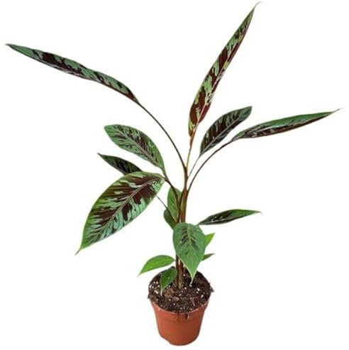Musa acuminata subsp. zebrina (Zebrina Banane) – Exotische Zimmerpflanze 80-100 cm – Topf Ø 17 cm – Dekorativ, Pflegeleicht, Ideal für Innenräume und als Blickfang