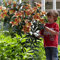 COOTO Garten Lilien Zwiebeln Winterhart Mehrjährig – Baumlilien Montego Bay- Blumenzwiebeln Lilien – Blumen Deko für Garten und Balkon – Garten Lilien Pflanzen für Viele Jahre