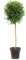 KENTIS - Laurus Nobilis - Pianta di Alloro - Piante Vere da Esterno da Siepe - Pianta Aromatica da Giardino Sempreverde - H 150-160 cm Vaso Ø 30 cm 1/2 Fusto