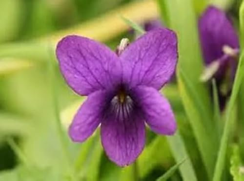 1 Pack of 40 SEEEDS Sweet Violet - Viola odorata