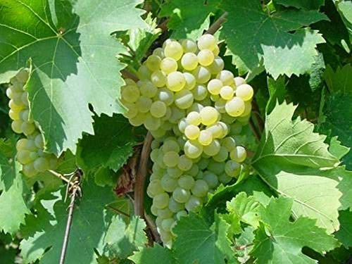 Pianta di UVA VITE innestata DA TAVOLA FRAGOLA BIANCA in vaso 18 cm FOTO REALE AMDGarden