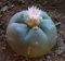 Lophophora williamsii v Las Coloradas - Peyote - 10 Samen