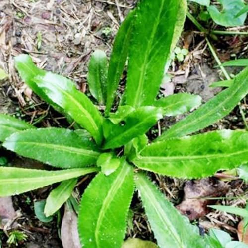 PERZOE 50 Unids/bolsa Semillas de Culantro, Alta Germinación Comestible Perenne Fácil Plantación Semillas de Cilantro Natural Suministros de Granja Verde