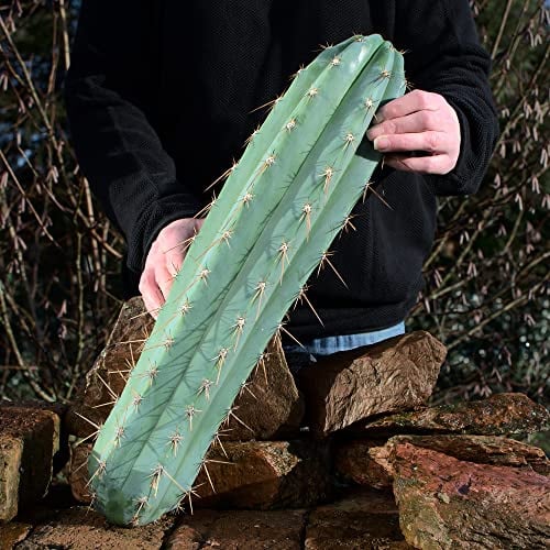 Trichocereus peruvianus, Echinopsis peruviana Kopfsteckling 50cm