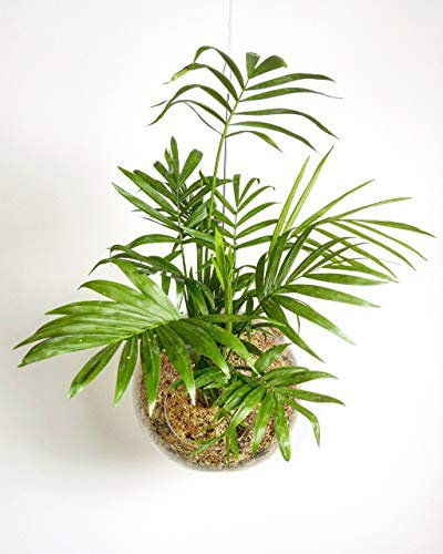 Suspension Kokedama Chamaedorea m