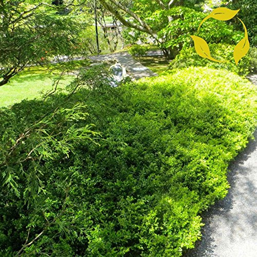 GRAINES DE BUIS CORÉEN Buxus microphylla Koreana: PAQUET DE 100 GRAINES