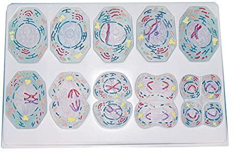 Cell Indirect Division Anatomy Model Meiosis Model for Biological Genetics Teaching Tool Biological Study Teaching Laborbedarf 10 Teile