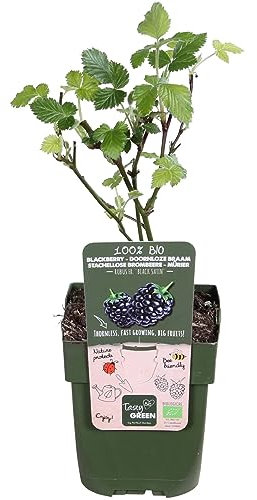 Murier 'Black Satin' – 45 cm – Ø13 – Arbusto frutal