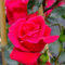 2 x New Dawn Rouge Kletterrose - Rot, Mehrjährig, Duftend & Winterhart | öfter blühend - Kletterrosen