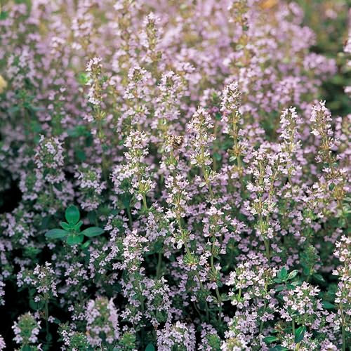 Plant Theory 9cm Pot Thymus Vulgaris Thyme Herb Plant