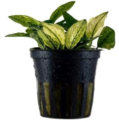 AquaOne Aquarium Pflanze Anubiasn nana 'Pinto' I Wasserpflanze Aquariumpflanze Stängelpflanze voll durchwurzelt einfach pflegeleicht Aquascaping Dekoration