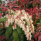 Pieris Japonica 'Mountain Fire'- Andromède du Japon 'Mountain Fire' 20-30 cm en conteneur