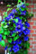 Vistaric ¡Venta! 1 uds bombillas de clematis real (no semillas de clematis) bulbos de flores hermosas plantas trepadoras flores perennes bonsai planta en maceta 17