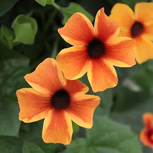 schwarzäugige susanne winterhart pflanze samen,Thunbergia alata,kletterpflanzen blumen winterharte balkonpflanzen deko pflanzen indoor garden bonsai topf steingartenpflanzen winterhart 600 Stück