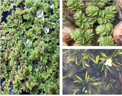 WASSERPFLANZEN WOLFF - Schwimmpflanzen Set - Salvinia minima/Stratiotes aloides/Azolla caroliana - wasserreinigend