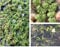 WASSERPFLANZEN WOLFF - Schwimmpflanzen Set - Salvinia minima/Stratiotes aloides/Azolla caroliana - wasserreinigend