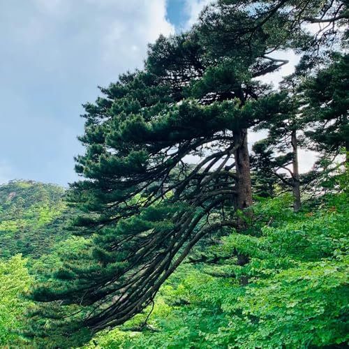 80 Pcs Zwergkiefer Winterhart Bonsai Samen - Topfpflanzen Draußen Winterhart Zimmerpflanzen Echt Samen Winterharte Kübelpflanzen Baumsamen, Bonsai Samen Indoor Minigarten, Bonsai