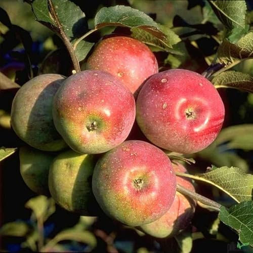 Balkonobst Apfel Cox orange Kleinobst Terrassenobst Apfelbaum 80-120 cm Lieferhöhe |malus domestica cox orange