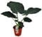 Alocasia Regal Shields - Elefantenohr Zimmerpflanze, 60-80 cm, Pflegeleicht & Dekorativ, Exotische Grünpflanze für Zuhause & Büro