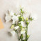 150 pcs glockenblume pflanze samen, wildblumensamen bienenweide,Campanula, nachhaltige geschenke für frauen ausgefallene geschenke bienenweide saatgut gastgeschenk blumensamen zimmerpflanzen