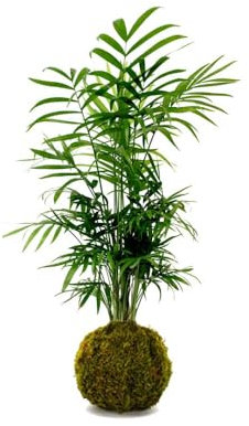 Planta Kokedama - Chamaedorea Elegans - DECOALIVE - Palmera de Salón o Palmera de Interior - Musgo Natural