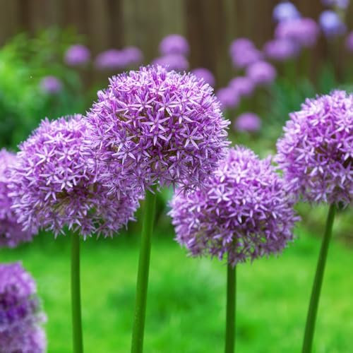 10 pcs zierlauch allium zwiebeln - zimmergewächshaus anzucht flowers bienen wiese,riesenlauch, gartenpflanzen winterhart mehrjährig knollen blumenzwiebeln frühblüher garten pflanzen