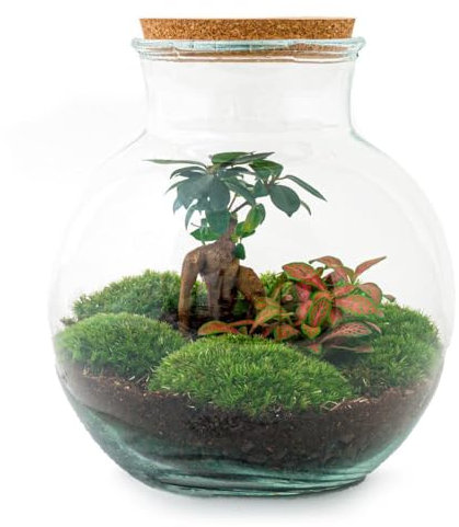 Flaschengarten Teddy - DIY-Pflanzen-Terrarium - 27cm hoch - mit Ficus Ginseng - Bonsai