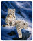 3D LiveLife Magnet - Snow Leopard Cubs from Deluxebase. Lenticular 3D Big Cat Fridge Magnet. Magnetic decor for kids and adults with artwork licensed from renowned artist, Joh Naito