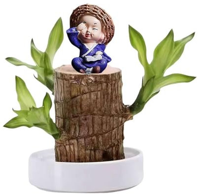 Brasilien Pflanzen Indoor Glücksholz Pflanze Set Kleine Mini-Pflanze Desktop-Pflanzen Brasilianische Holzpflanze Mit Mönchen Brazilian Wood Pflanzenstumpf Holz Hydrokulturpflanze (T-012)
