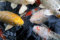 hansepuzzle 20411 - Koi-Karpfen Puzzle 2000 Teile | Tierwelt Puzzle mit hochwertiger Puzzle Aufbewahrung: Kartonbox und Wieder verschließbarem Beutel | Puzzle-Maße: 90 x 60 cm