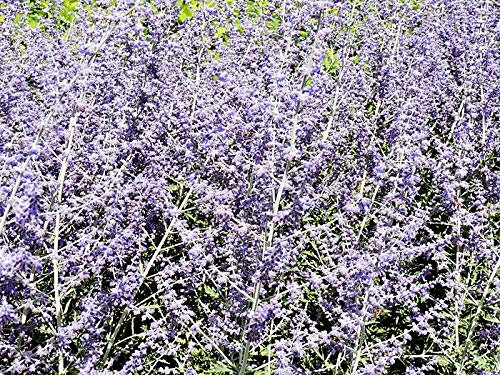 2 Stück Blauraute (Perovskia abrotanoides) Containerware 40-60 cm hoch