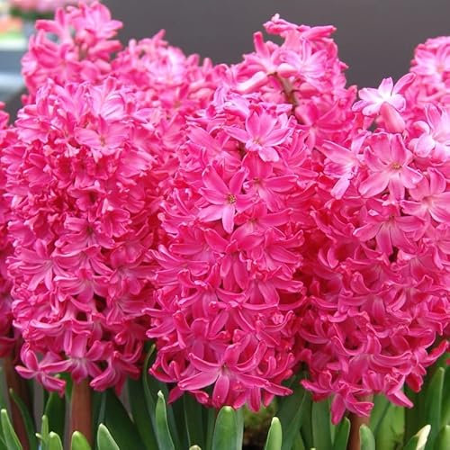 Hyazinthen Jan Bos | 5 Stück | Rot | Rosa | Hyazinthenzwiebel | Duftend | Geeignet für Töpfe | Bienenblume | Schnittblume