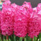 Hyazinthen Jan Bos | 5 Stück | Rot | Rosa | Hyazinthenzwiebel | Duftend | Geeignet für Töpfe | Bienenblume | Schnittblume
