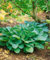 Hosta sieboldiana 'Big Daddy' ca. 11x11 cm Topf - Blaublatt-Funkie, große blaue Blätter, Blütezeit Juni-Juli, ideal für Schattenbeete, pflegeleicht