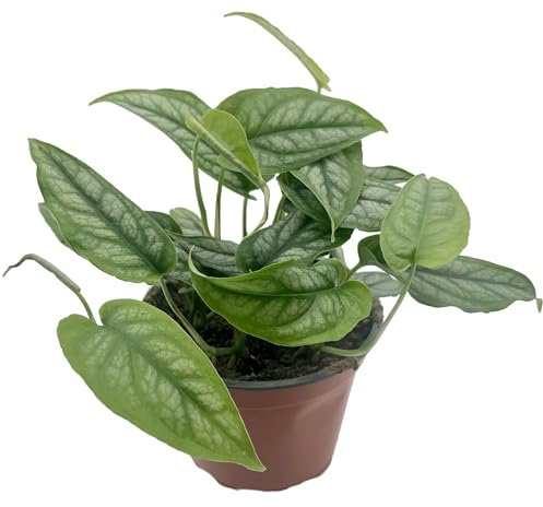 Fangblatt - Monstera siltepecana - silbernes Fensterblatt - außergewöhnliche Zimmerpflanze - pflegeleichte Grünpflanze zum Hängen