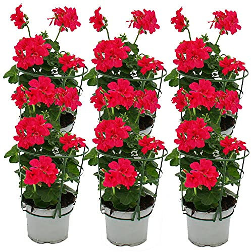 Geranio appeso – Pelargonium Peltatum – Vaso da 12 cm – Set di 6 piante – Rosa