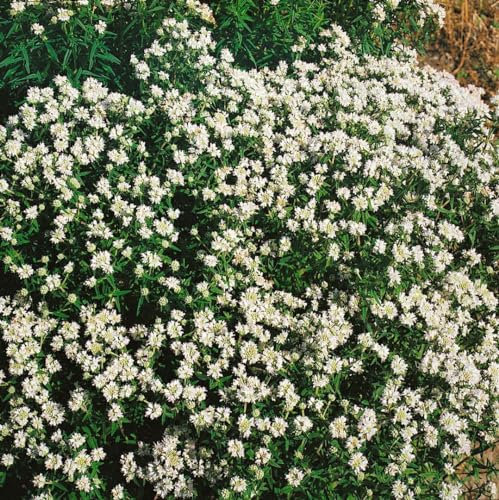 Pycnanthemum flexuosum ca. 9x9 cm Topf - Bergminze, weiße Blüten, Blütezeit Juli-September, bienenfreundlich, ideal für Kräutergärten, pflegeleicht